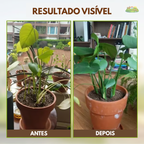 Ativador de Solo Yegbong™ - Promoção de Lançamento 🔥Estoque Limitado🔥